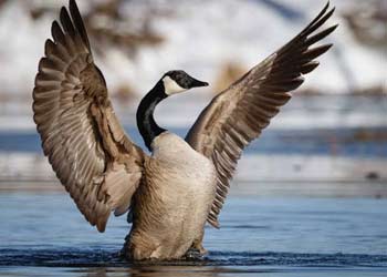 Canadian goose flapping wings on water