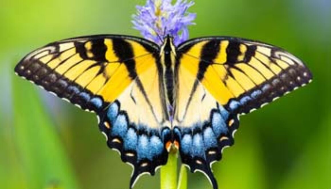 swallowtail_butterfly