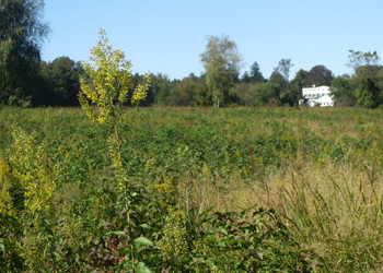 Marshlands at Edith Read Sanctuary
