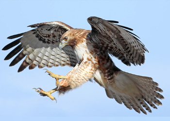 red tailed hawk