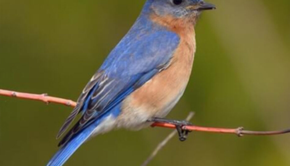 bluebird perched on a branch