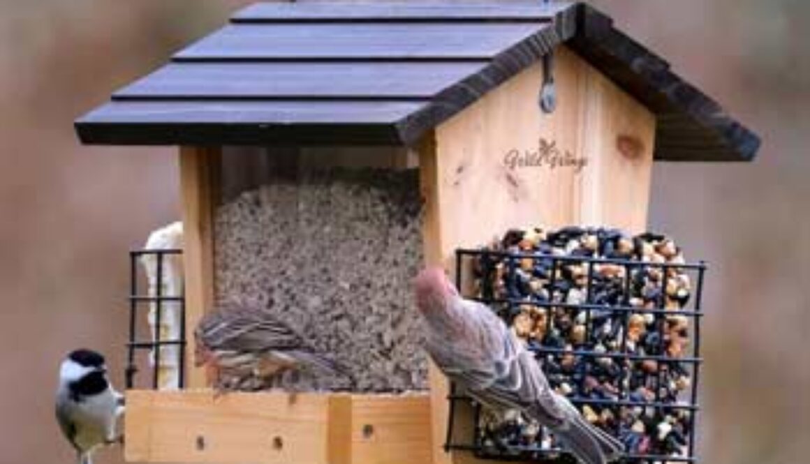 Birds eating from bird feeder