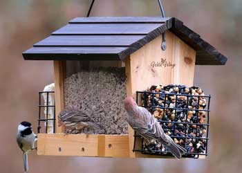 Birds eating from bird feeder