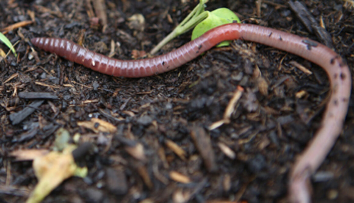 Earthworm on dirt