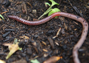 Earthworm on dirt