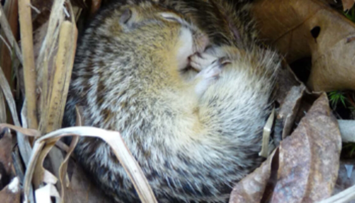 hibernating squirrel