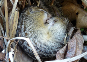 hibernating-animal hibernating squirrel