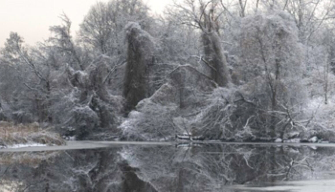 frozen marshlands forest in background