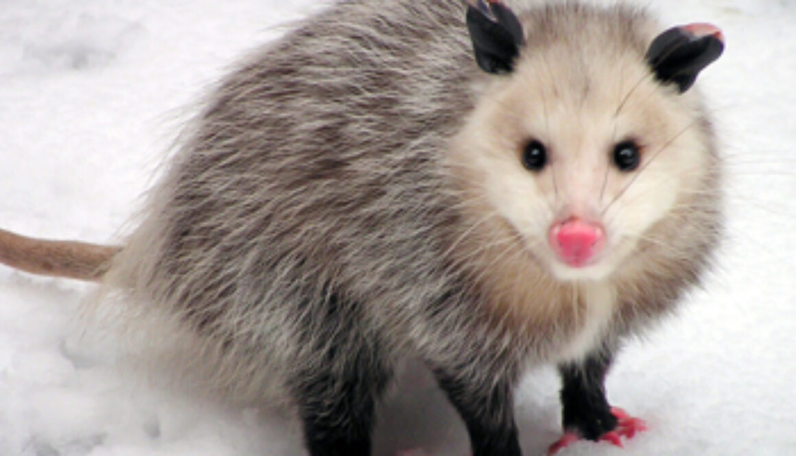 opussum looking into camera stand on snow