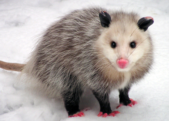 virginia-opussum opussum looking into camera stand on snow