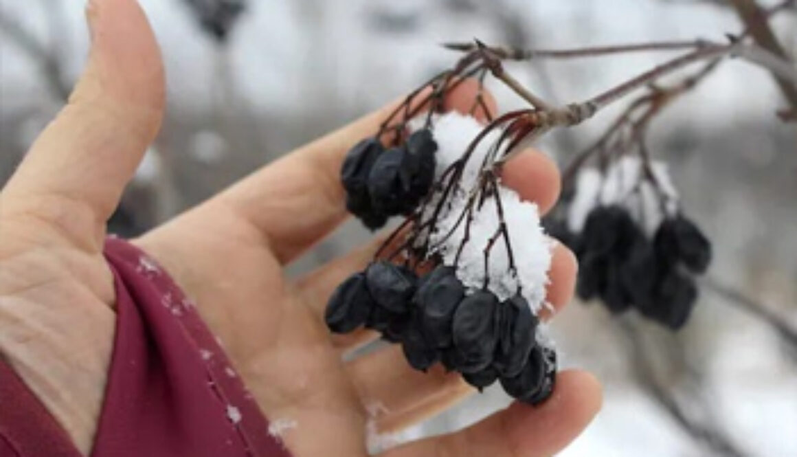 hand holding dried berries in winter snow
