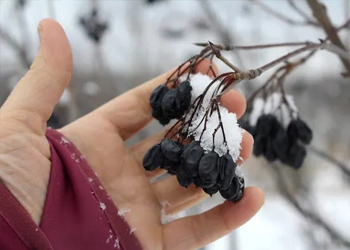 winter-foraging hand holding dried berries in winter snow