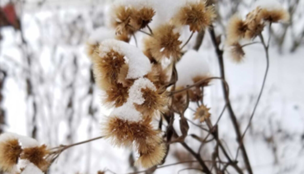 Close up of weed covered with snow