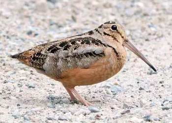woodcock-bird American woodcock bird