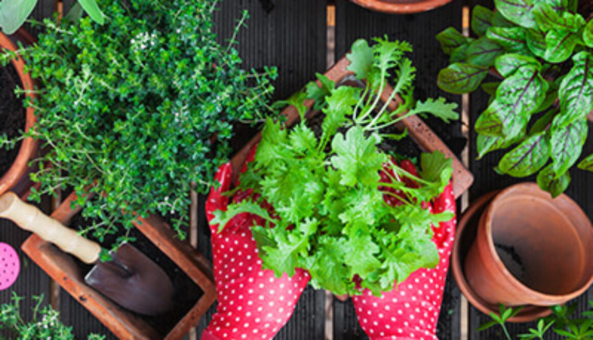 herbs in planter pots