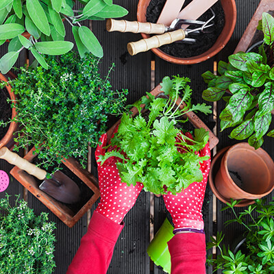 Container-Gardening-small
