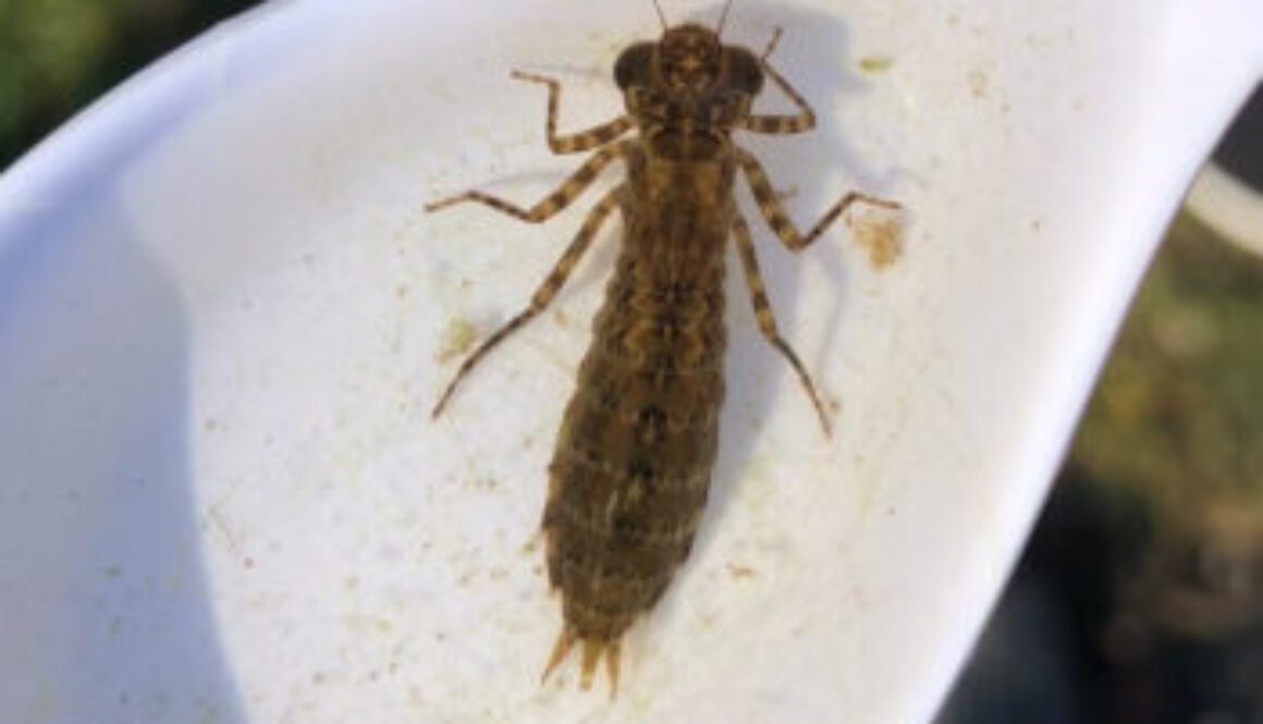 closeup of Macroinvertebrate insect