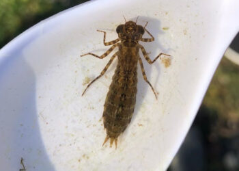 closeup of Macroinvertebrate insect