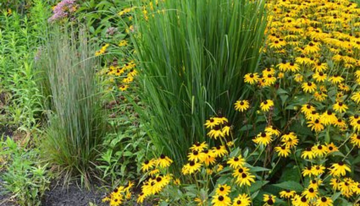 Rain-garden-in-Rosemont_Montgomery-County-Planning-Commission_CC-BY-SA-2.0_Flickr-1-e1723143247105