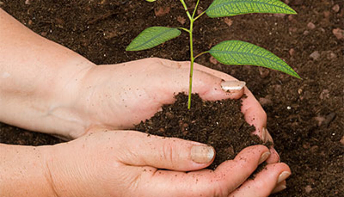 two hands cradling dirt with seedling