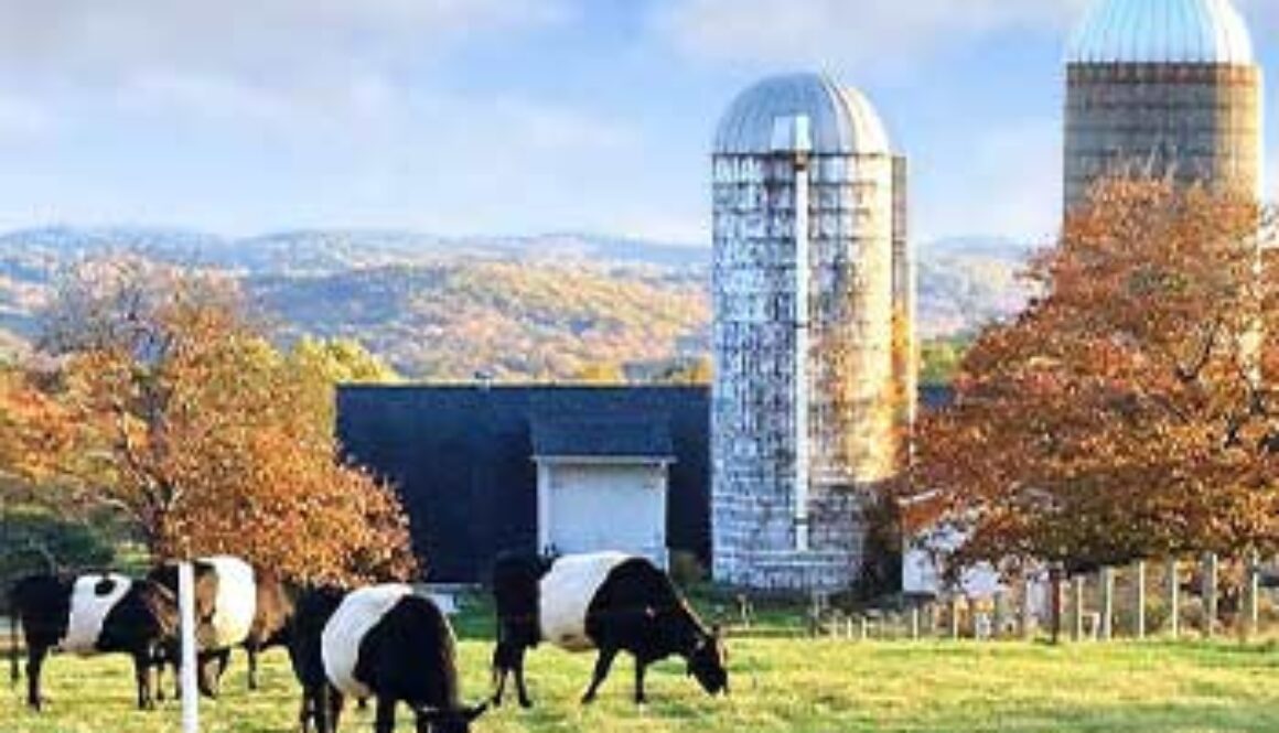 farm silo with cows grazing in a field