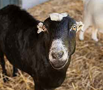 Morning Farm Chores: For Kids