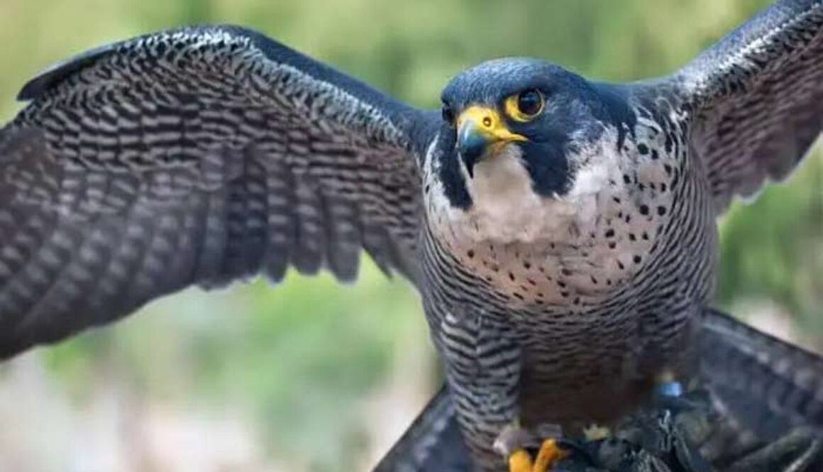 peregrine falcon ready to take flight