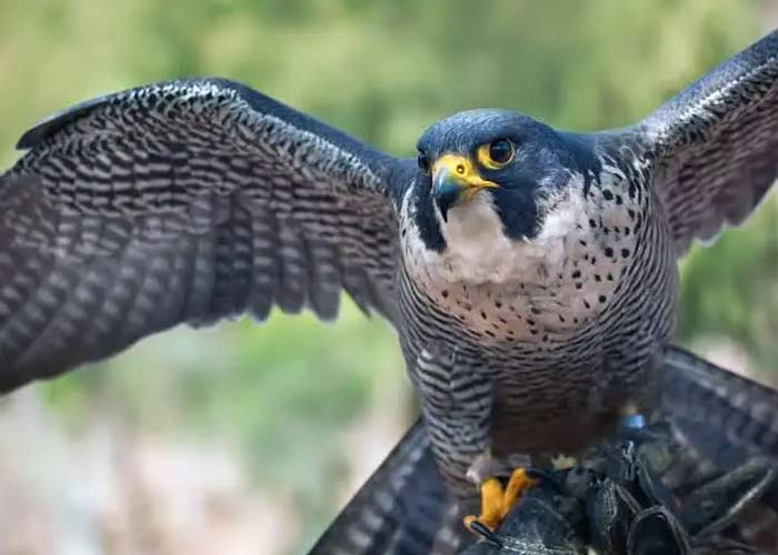 peregrine falcon ready to take flight
