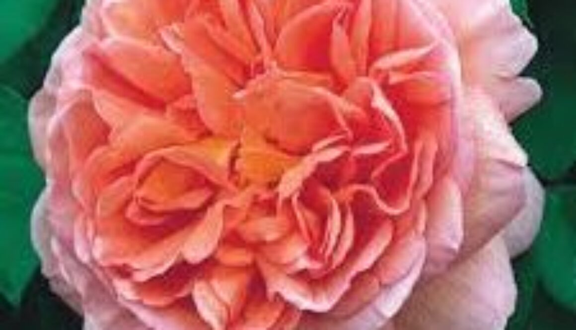 close up image of a rose