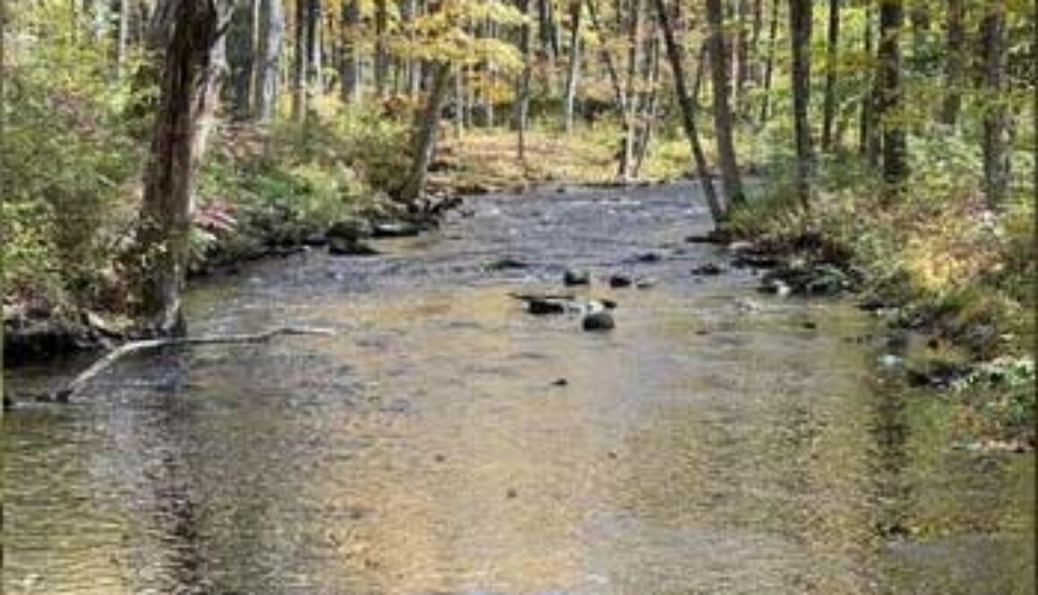 beautiful stream in the woods