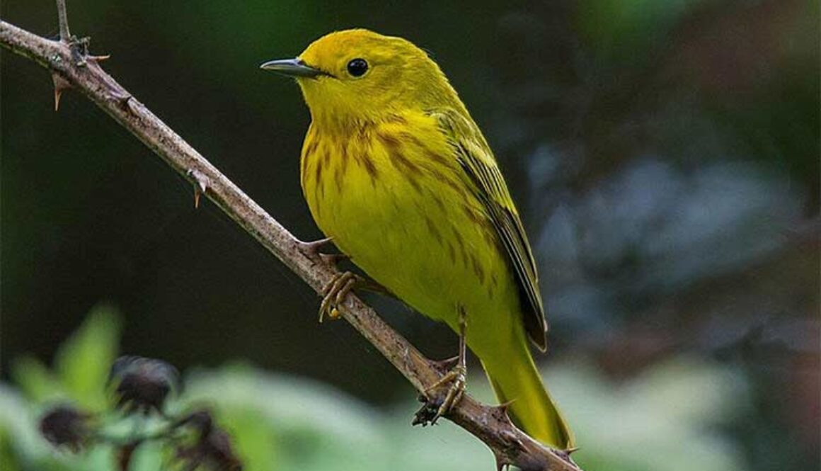 yellow bird perched on branch