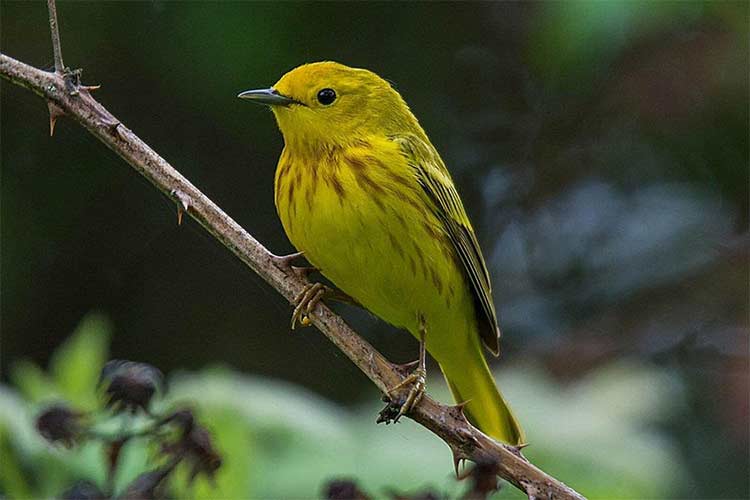yellow bird perched on branch