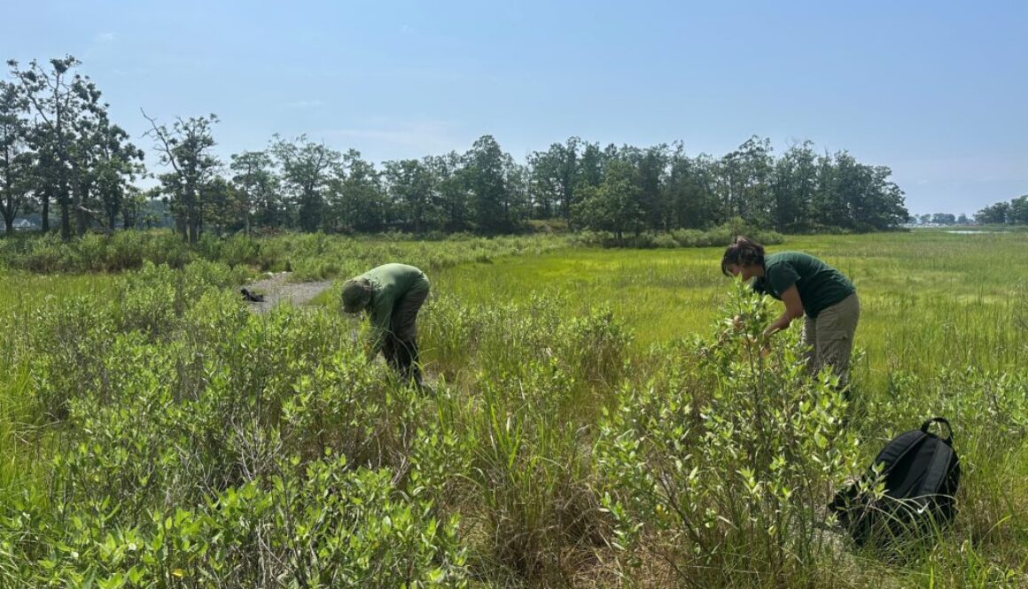 people in field pulling weeds.