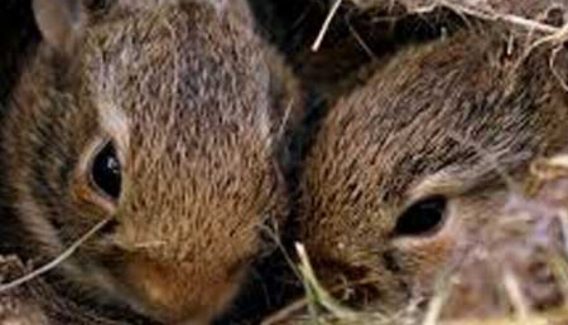 2 baby bunnies in nest