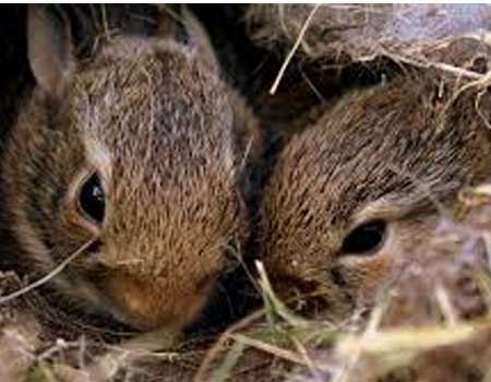 2 baby bunnies in nest