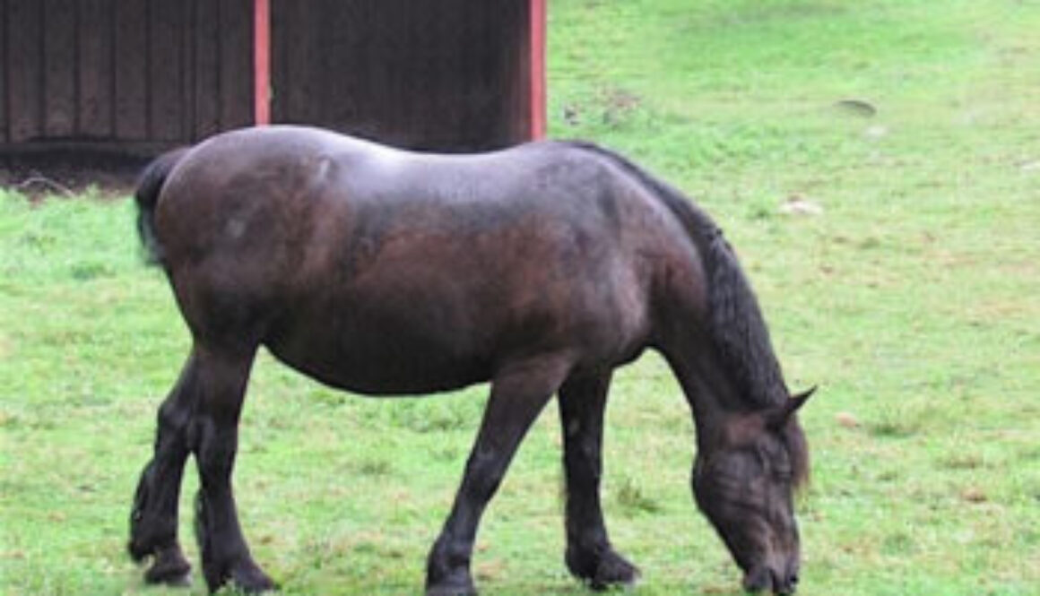 Horse grazing on grass