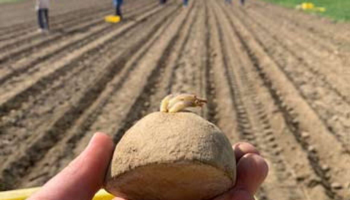 hand holding potato ready for planting