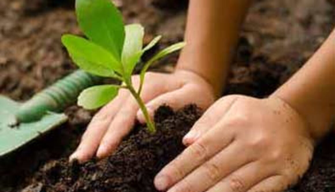 hands patting dirt around sapling