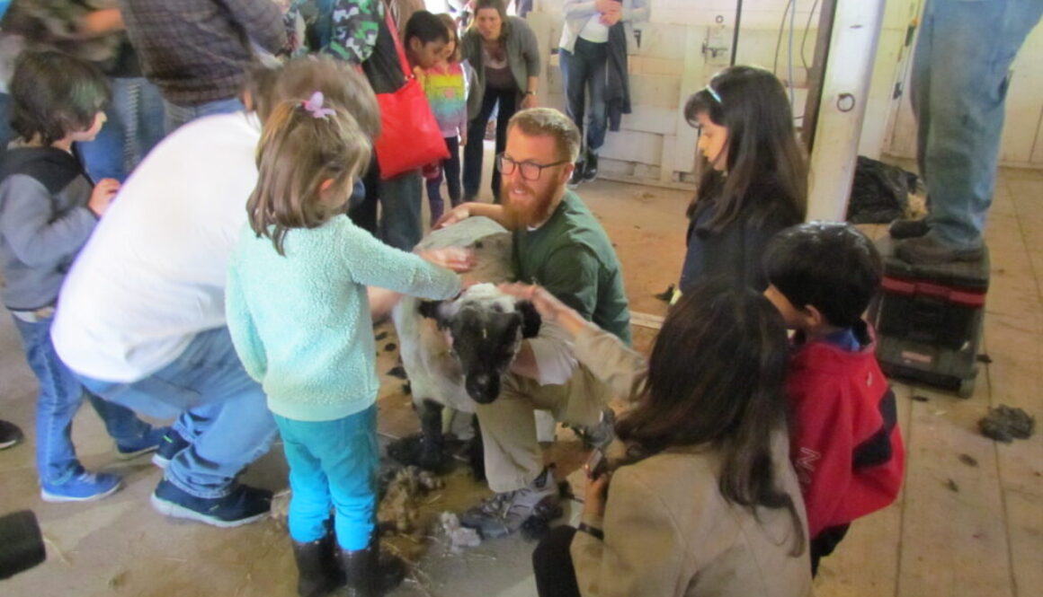 Man showing children sheep shearing