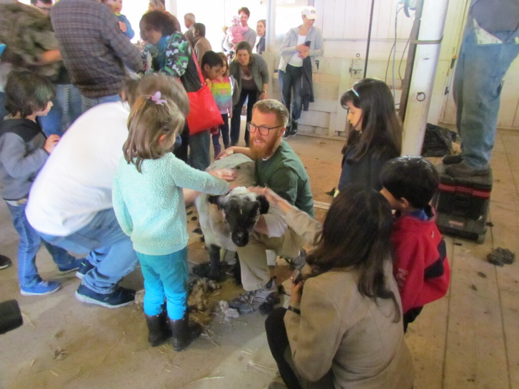 Man showing children sheep shearing