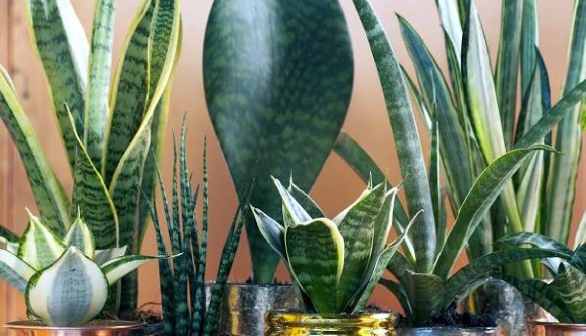 houseplants