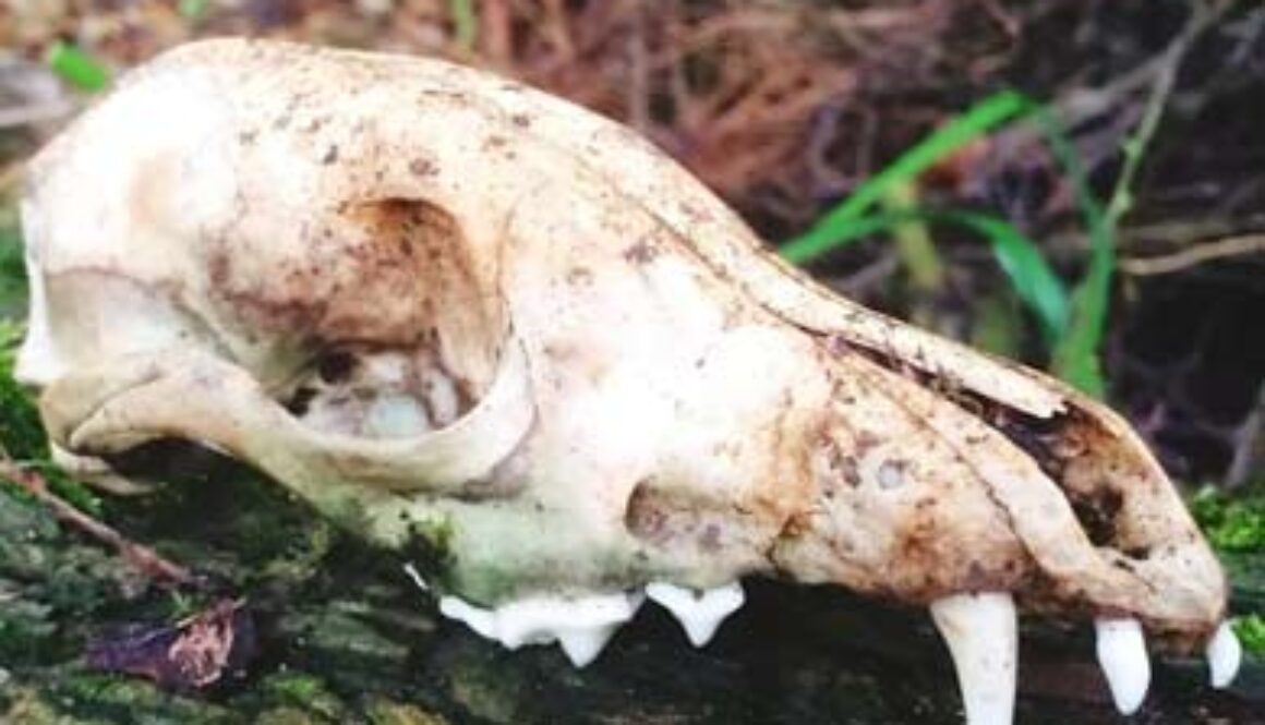 bleached skull of woodland animal