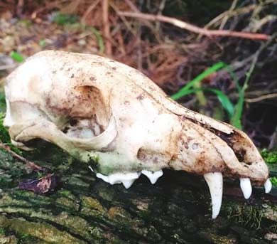 bleached skull of woodland animal
