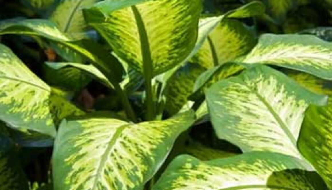 toxic-plants
