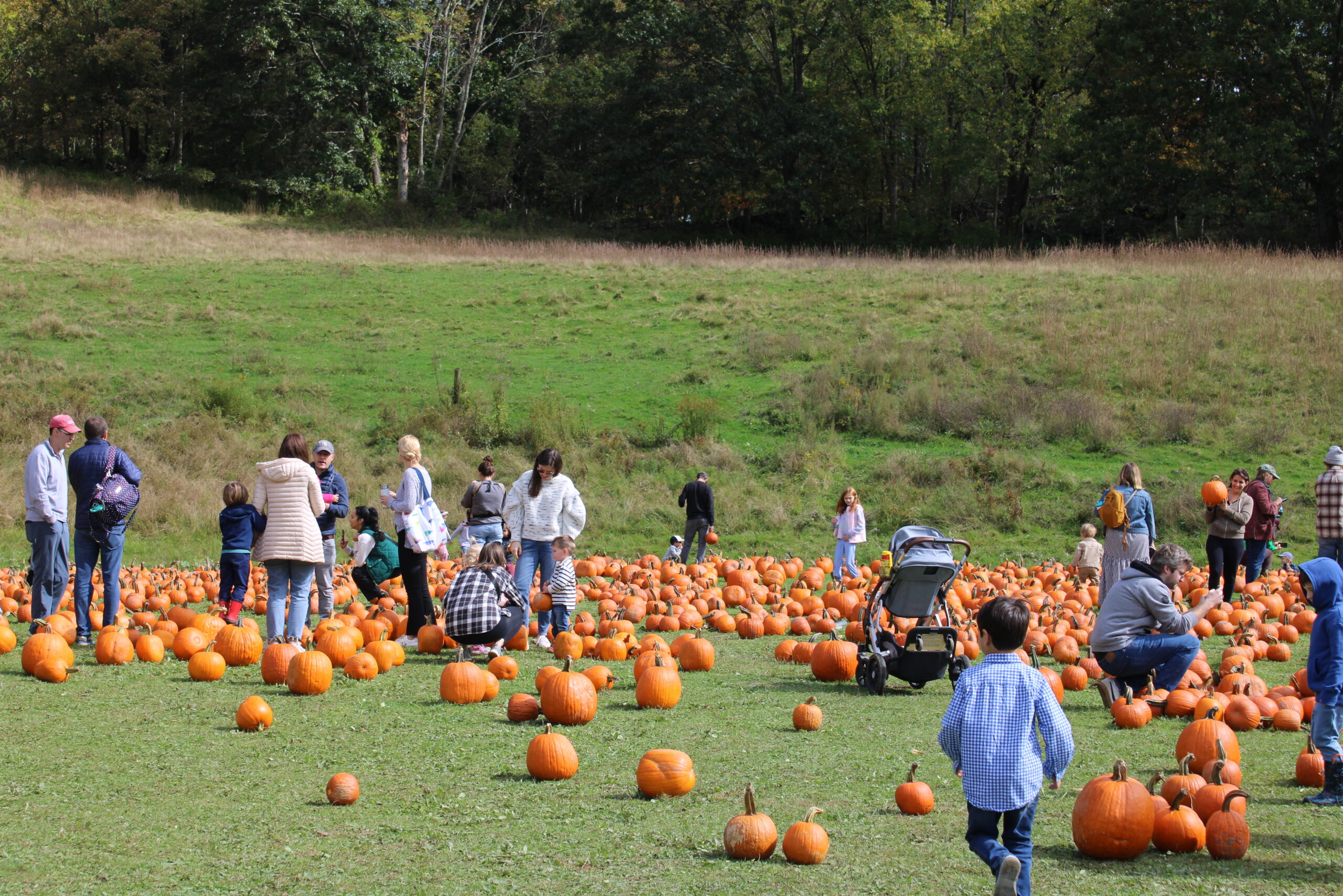 families out in field pumpkin picking