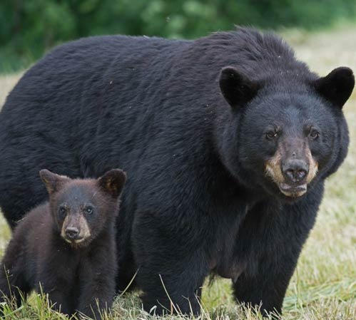 black mother bear and cub