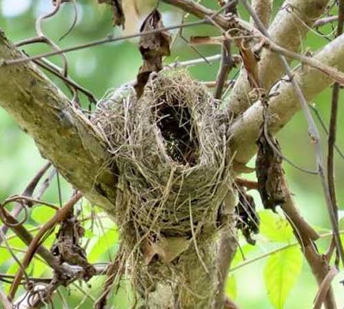 bird nest tucked in crook of tree