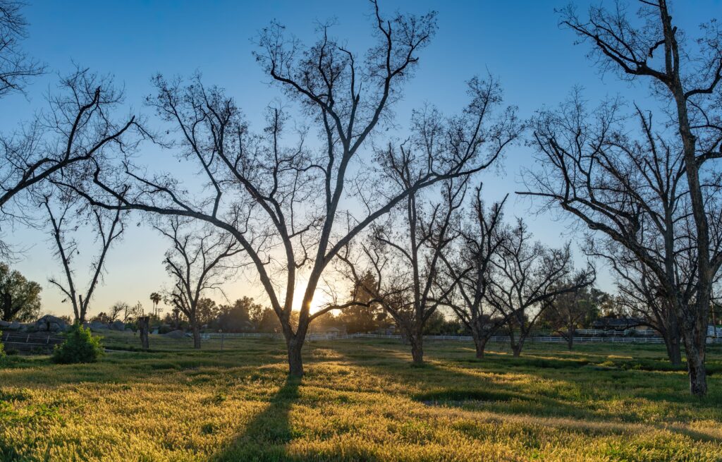 trees silhouetted by evening sky