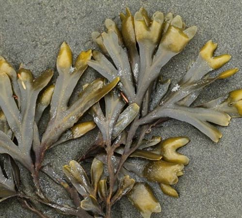 seaweed on the sand