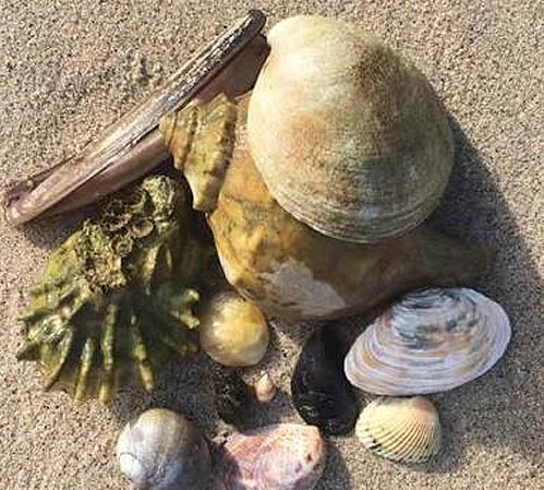 group of shells on the sand